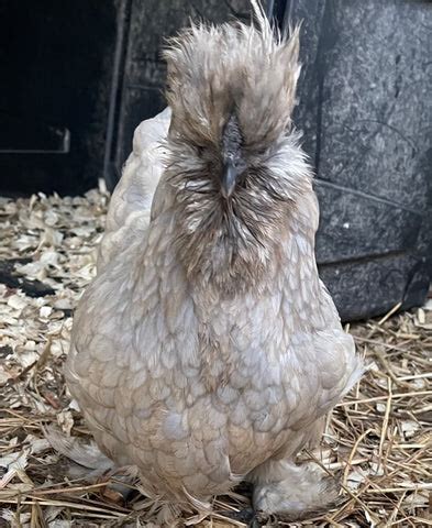 porcelain silkie|mauve splash silkie.